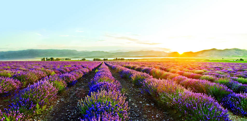 Top ten uses of lavender oil