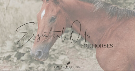 Do you know how to use oils on horses?