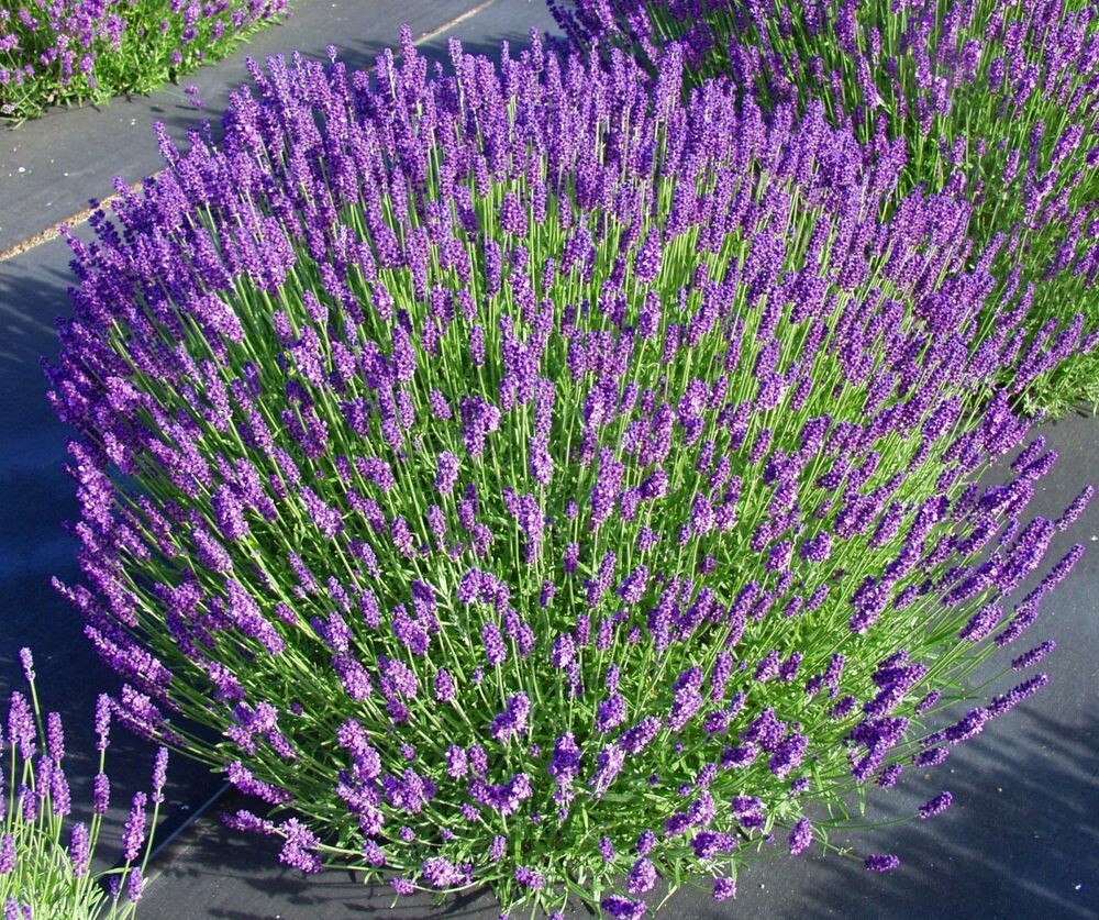 GROW LAVENDER FROM SEED
