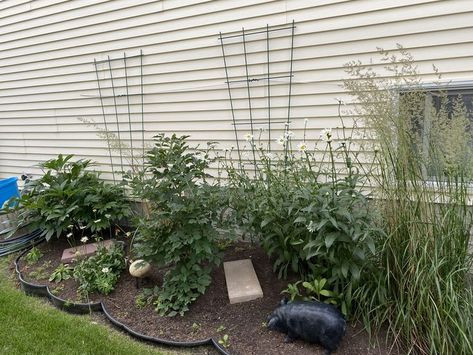 Thrive with Holistic Gardening and Essential Oils from My Garden To Yours.