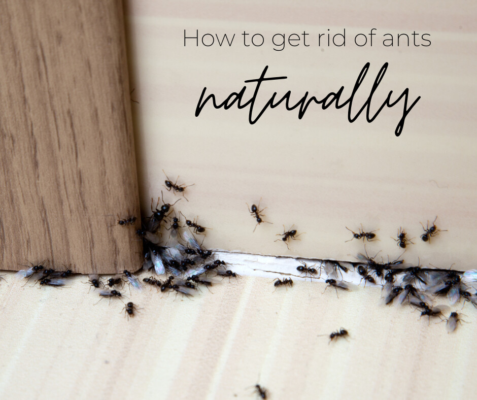 How to Naturally Get Rid of Ants