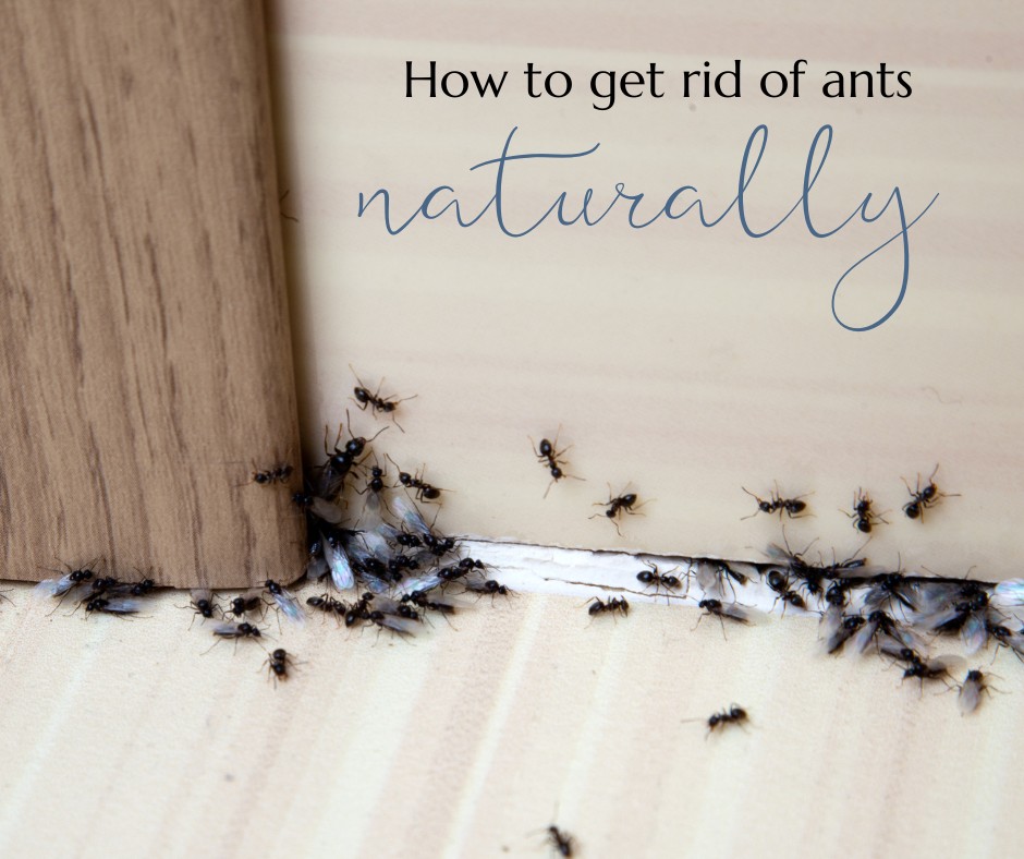 How to Naturally Get Rid of Ants