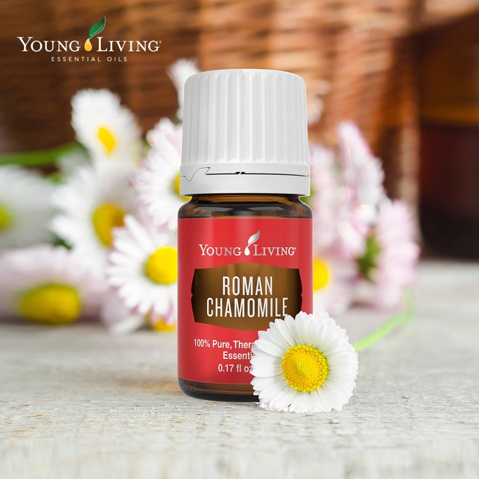 Roman Chamomile is Back!!!