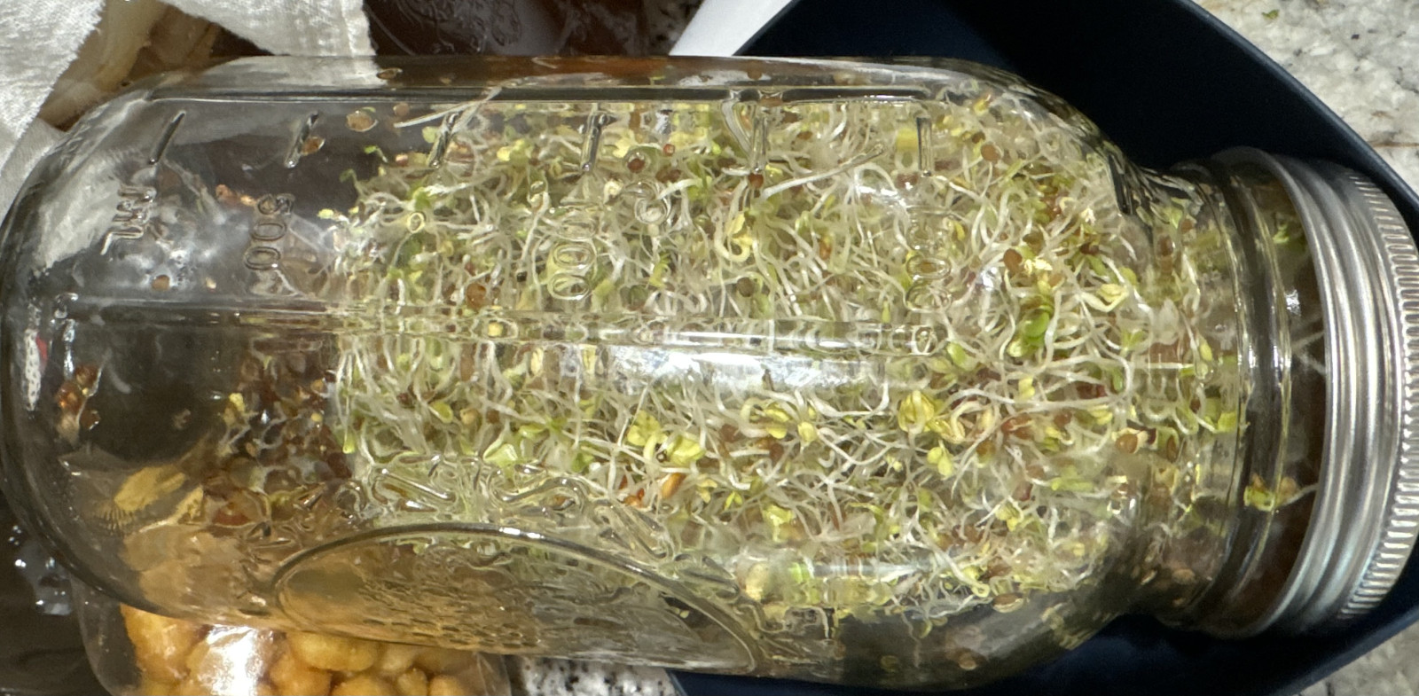 Elevate Your Sprouting Game with  Essential Oils