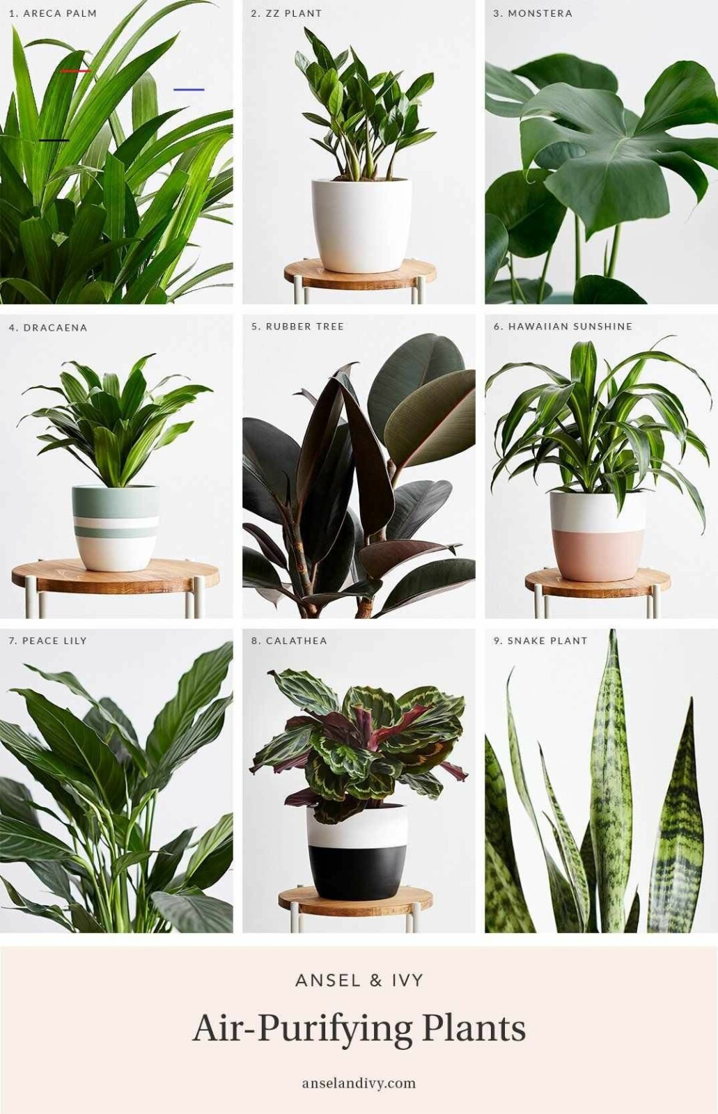 Indoor air + plants + diffusing…and more!
