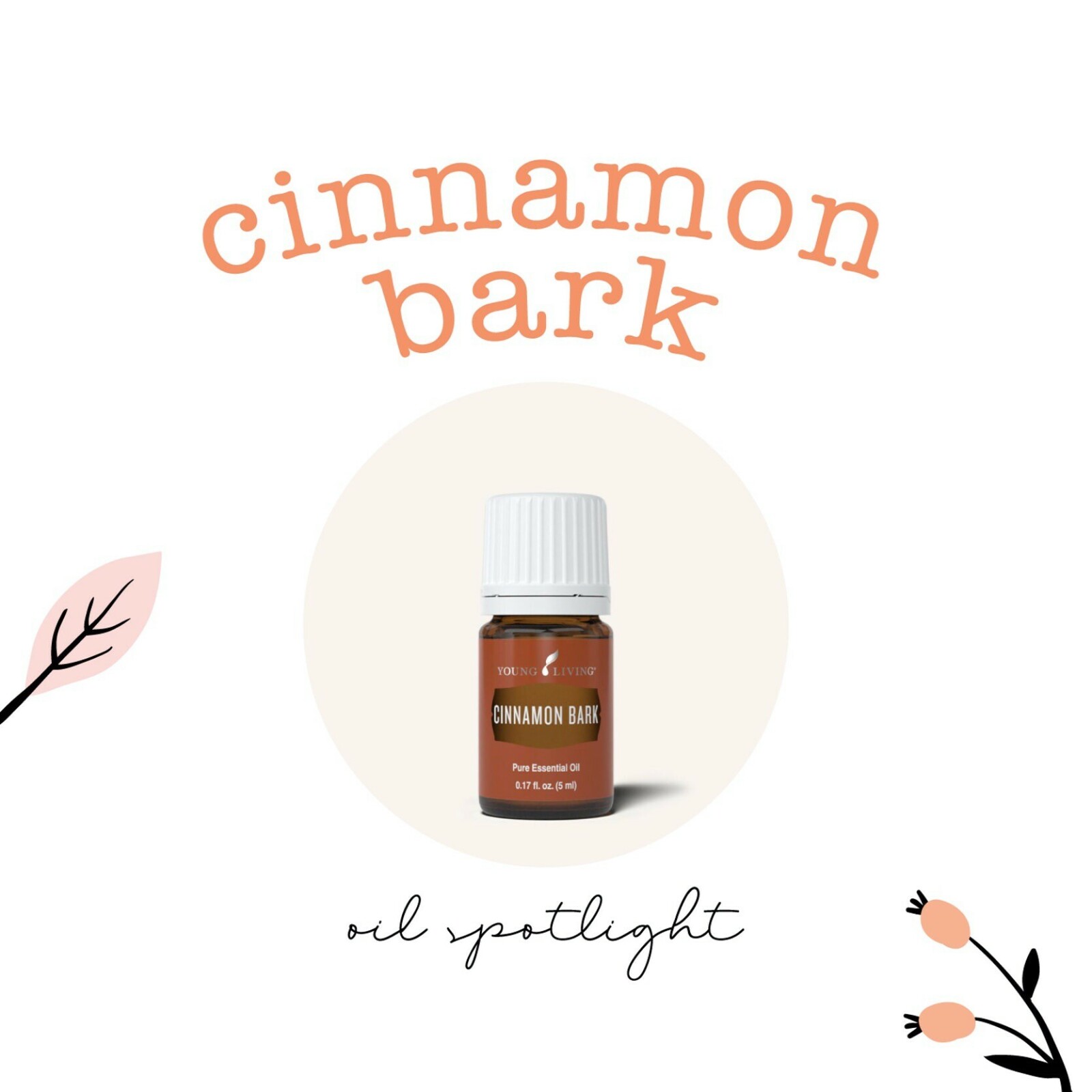 Cinnamon Bark Essential Oil Spotlight