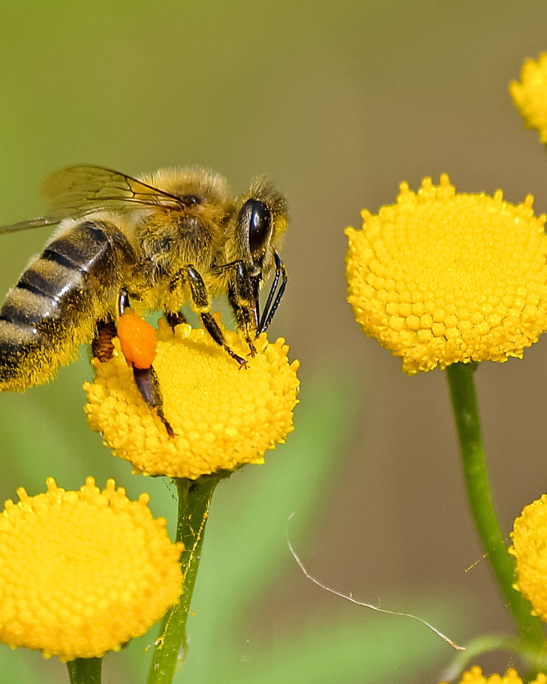 How a Simple Bee Product Can Improve Your Health