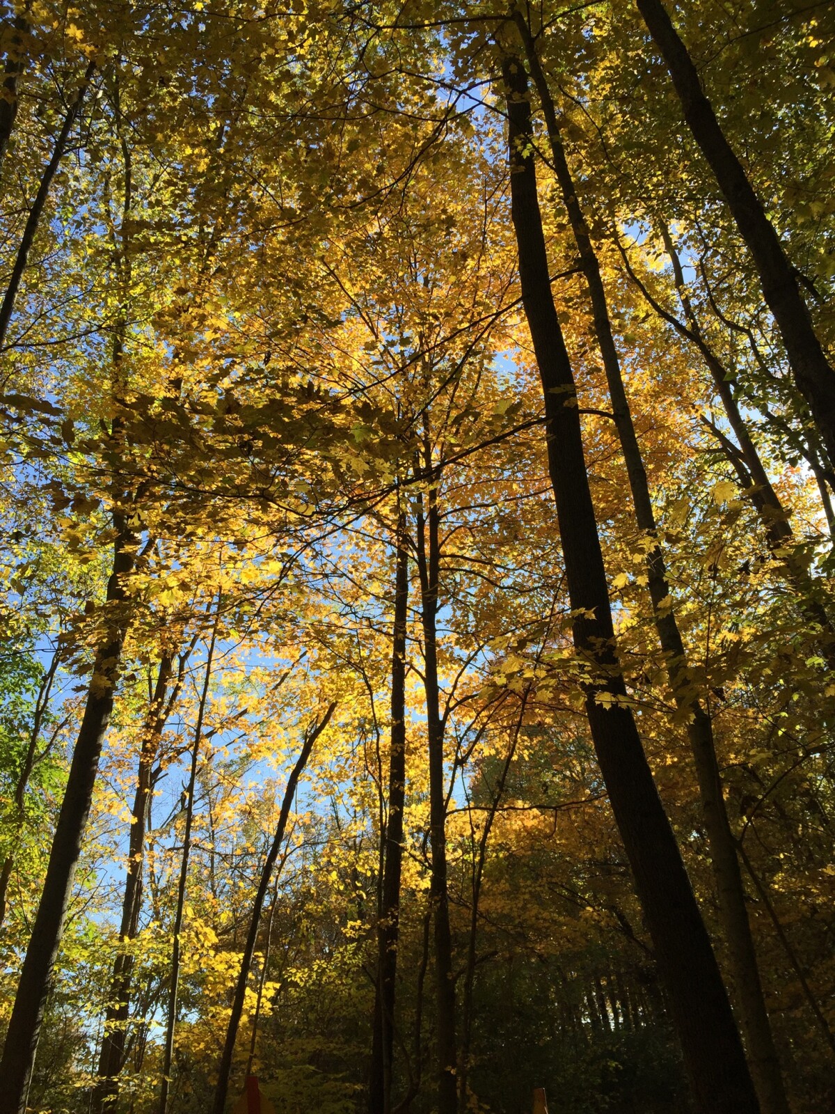 Karth Trek: The Bloodroot Trail (Indiana Hiking)