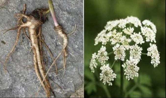 Learning About Oils: Angelica