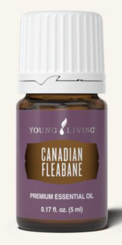 Learn About Oils: Canadian Fleabane