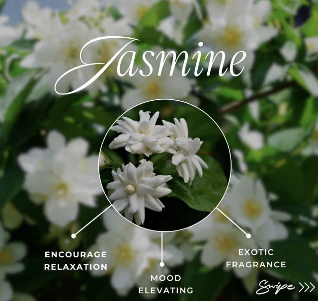 🌸Fun Facts About Jasmine Essential Oil🌸