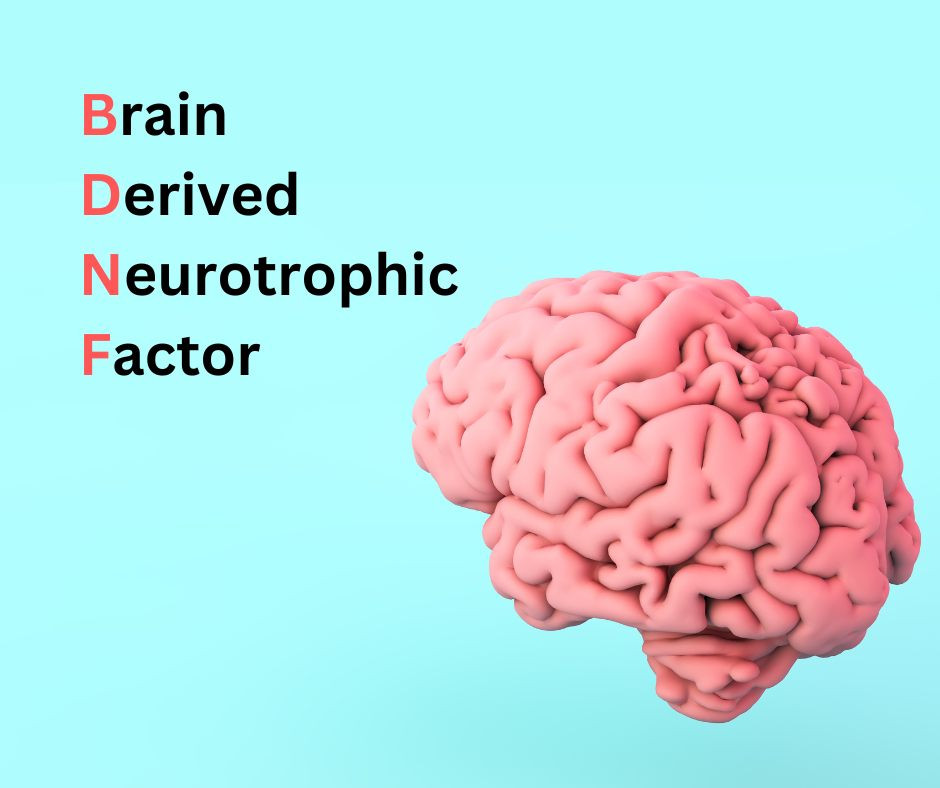 The Brain Circuit That Controls Eating: A Breakthrough in Appetite Regulation