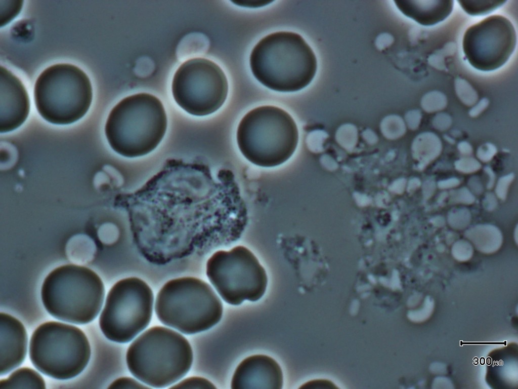 🩸BOOK NOW Live Blood Cell Analysis: A Window into Vitality for People and Their Furry Friends🩸