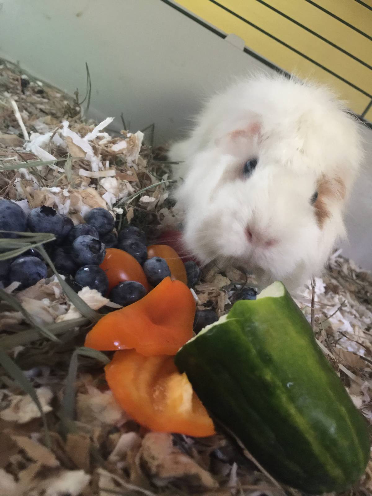 Guinea Pig Grooming