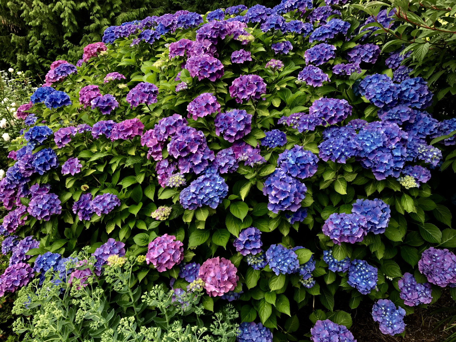Flourishing Gardens For Mental Health