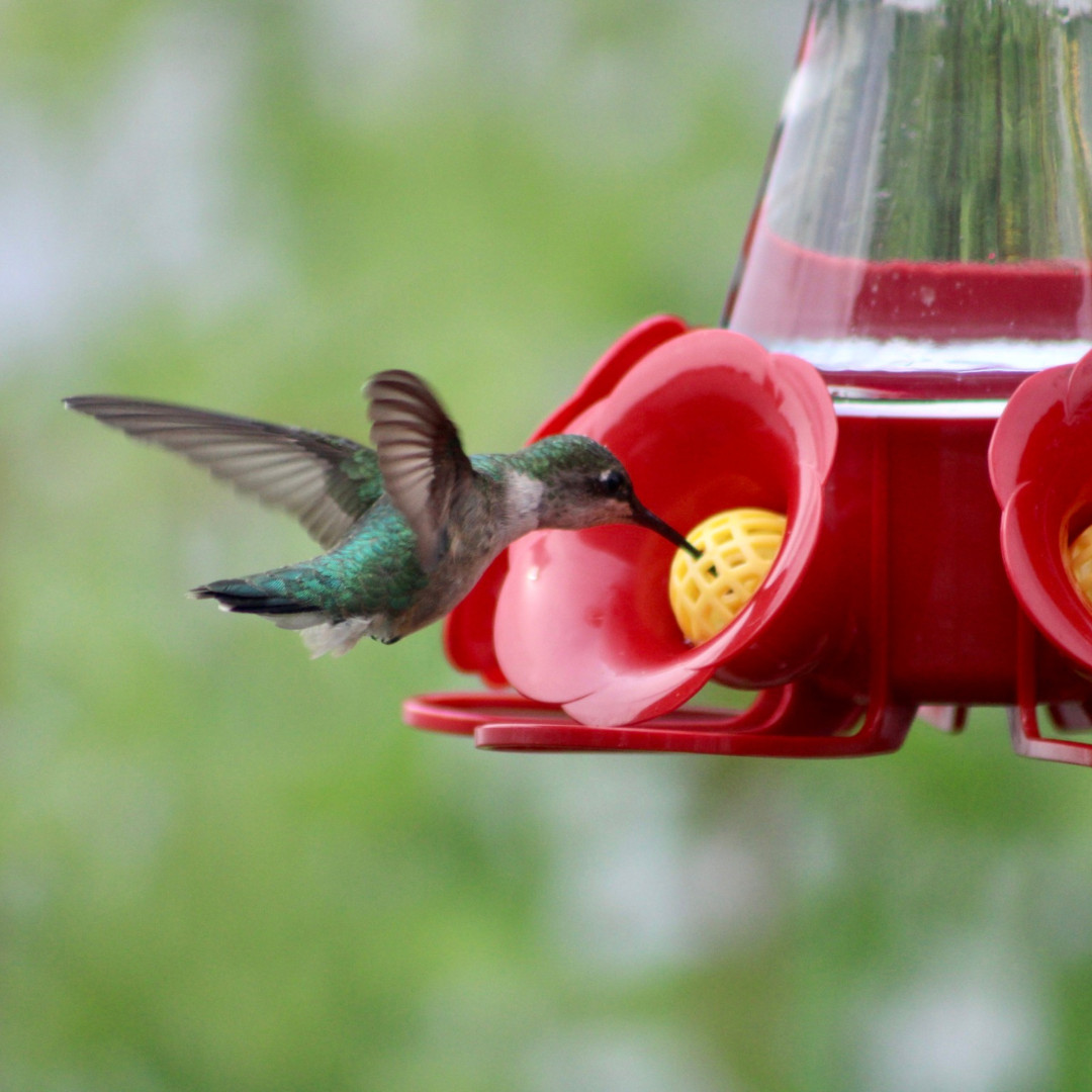 Attract Hummingbirds to Your Yard with this Simple, DIY Nectar