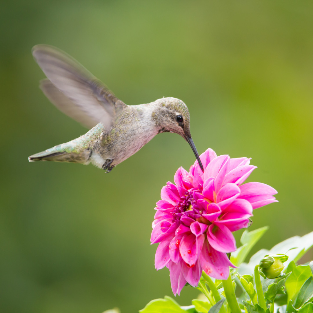 Easy DIY - Create a Hummingbird Oasis with a Solar Water Fountain - See How Easy!