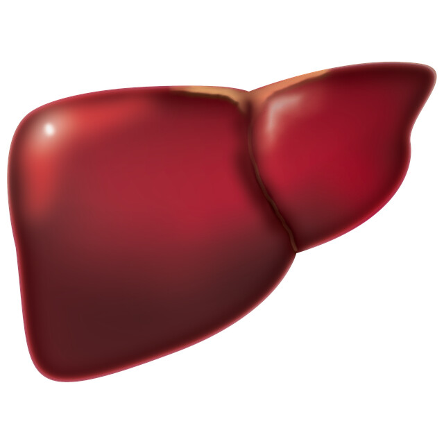 Thyroid Liver Connection