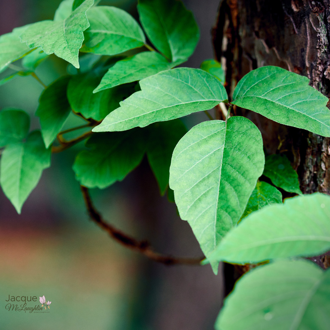 Natural Remedies for Poison Ivy!