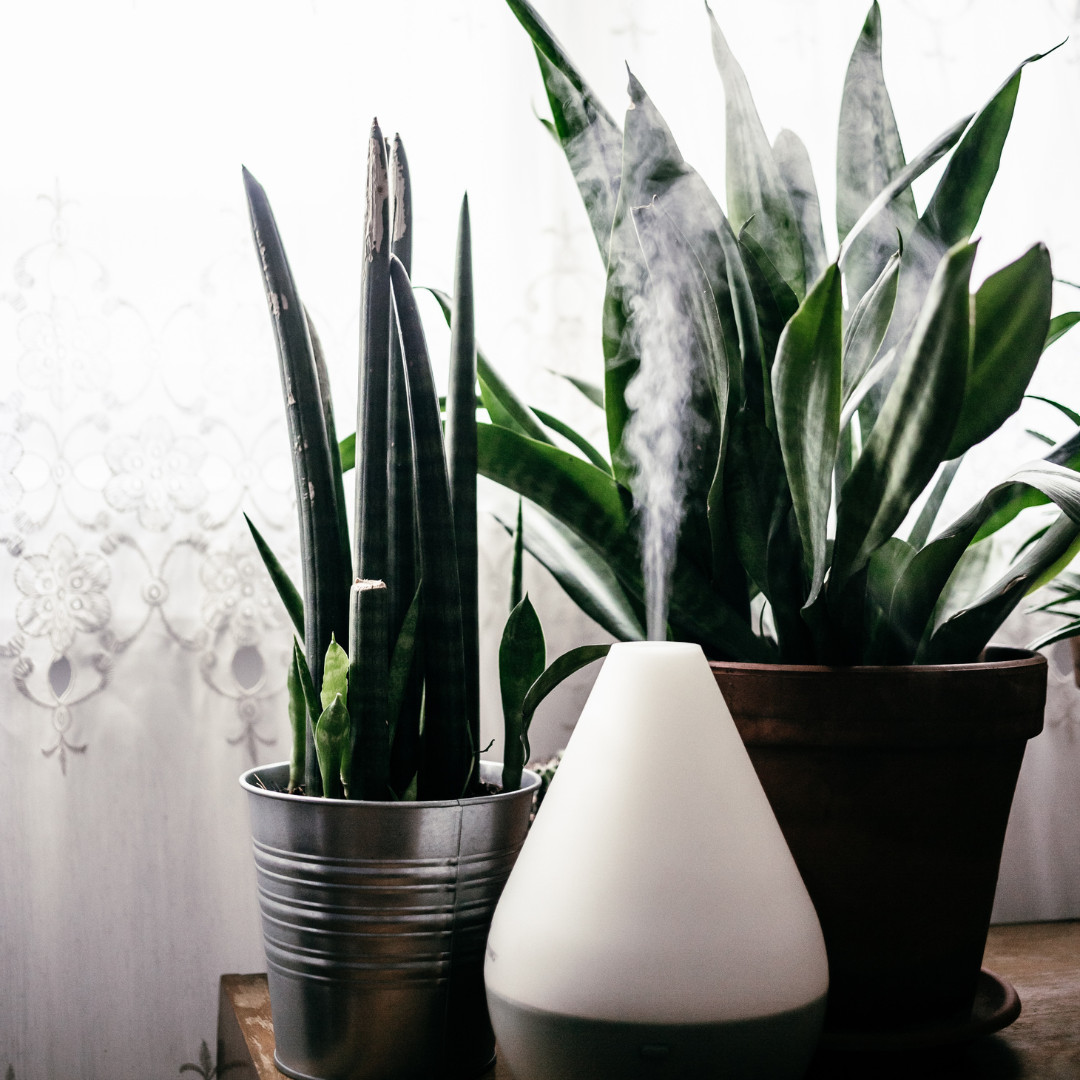 Feng Shui Houseplant Guide: Enhancing Energy Flow in Each Direction