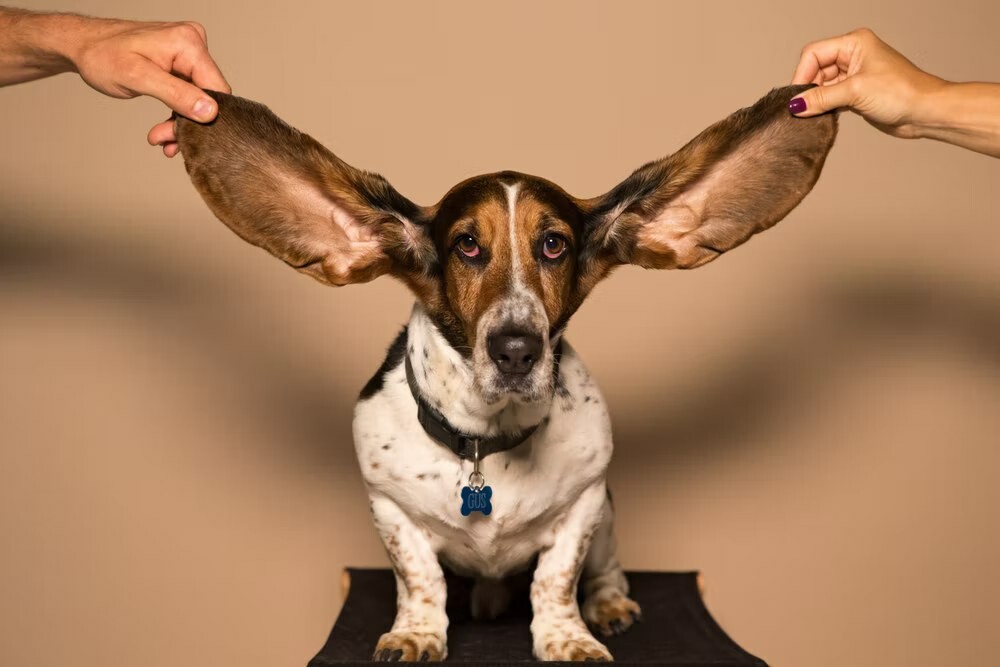 Do you have ear problems? Could it mean something deeper?