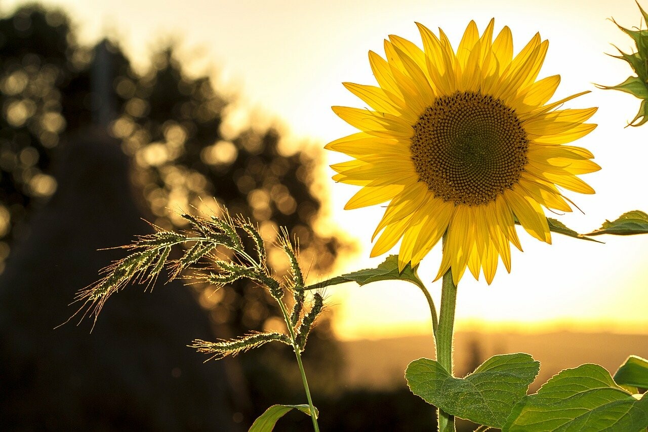 Is Sunshine our Friend or our Foe?