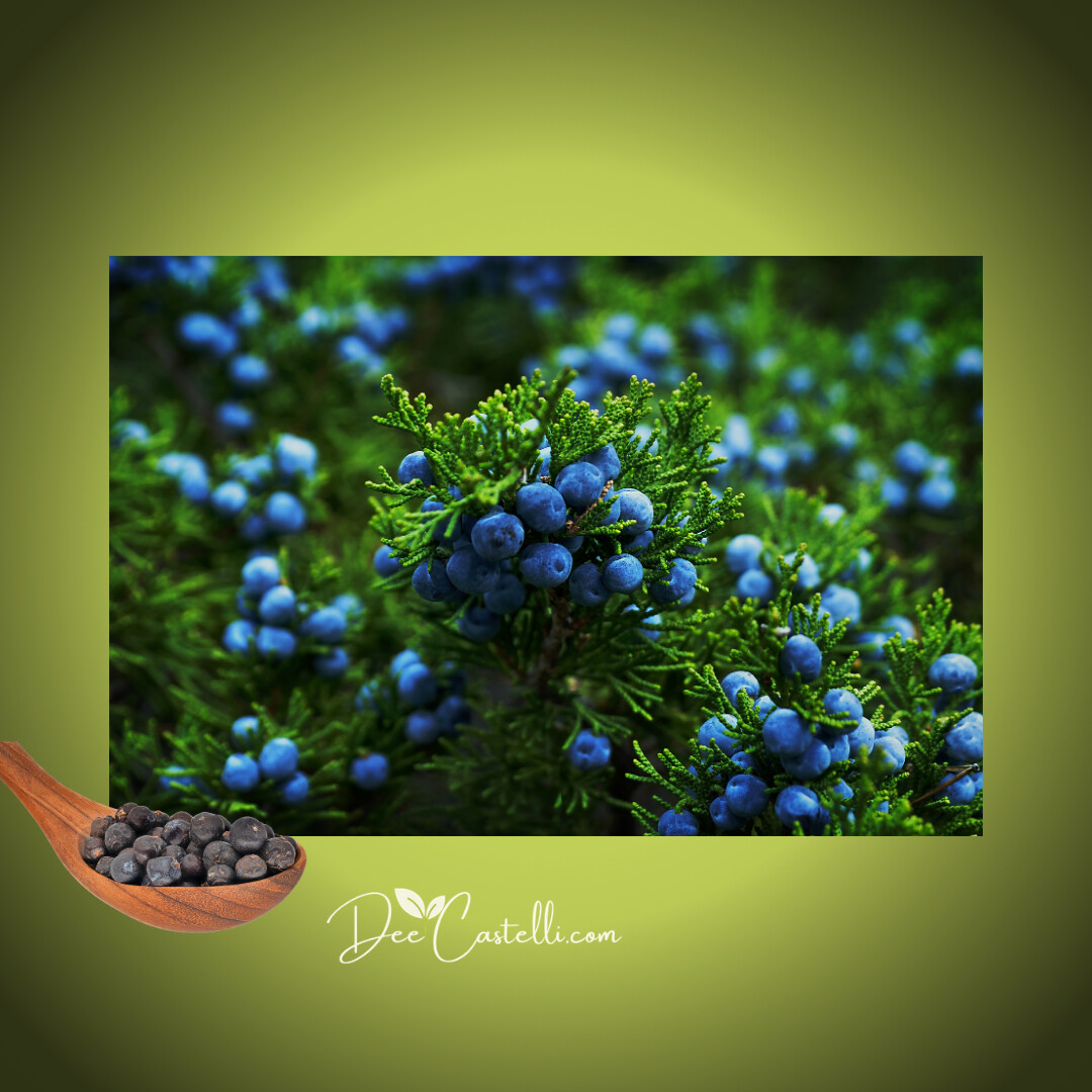 Juniper Berry - fruit with power!