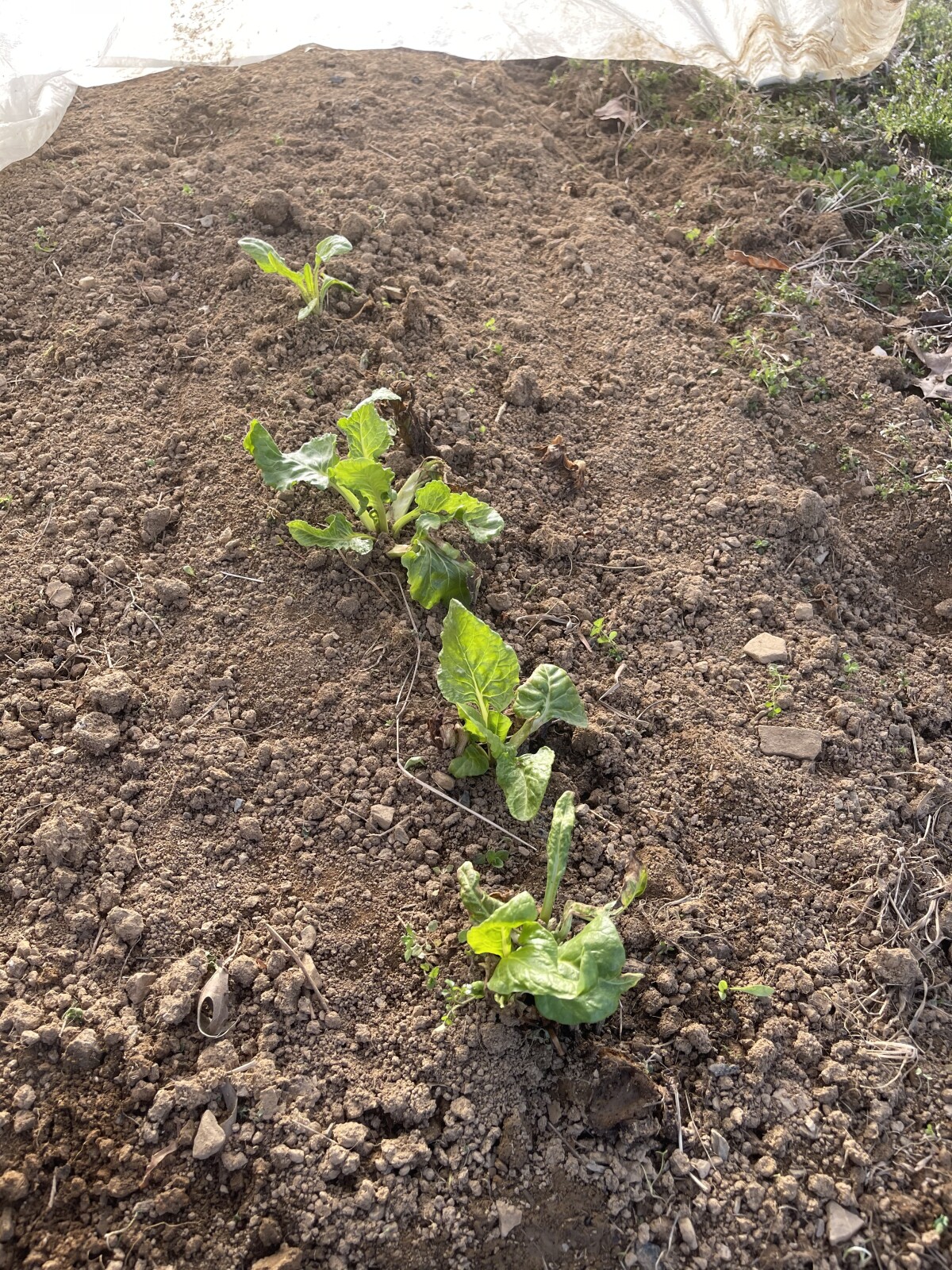 Swiss Chard in the Garden!