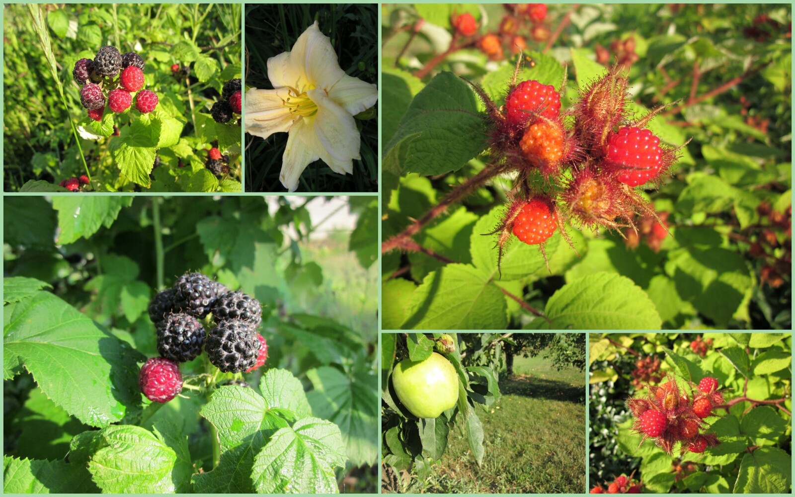 Life Lessons from the Raspberry Patch