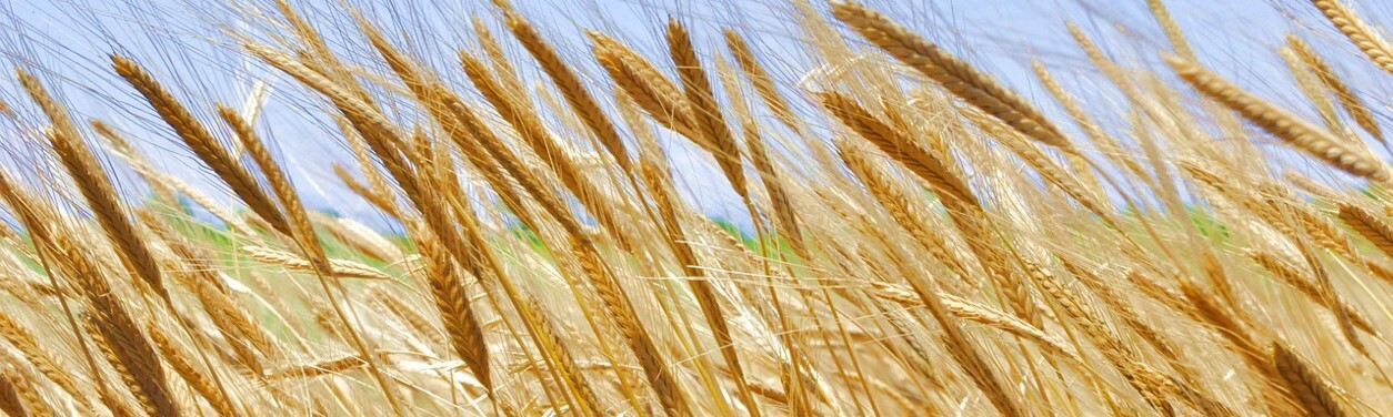 The Original Wheat | Einkorn