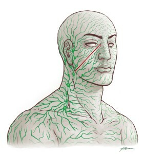 Lymphatic System - The Bodies Cleaning Cellular Waste