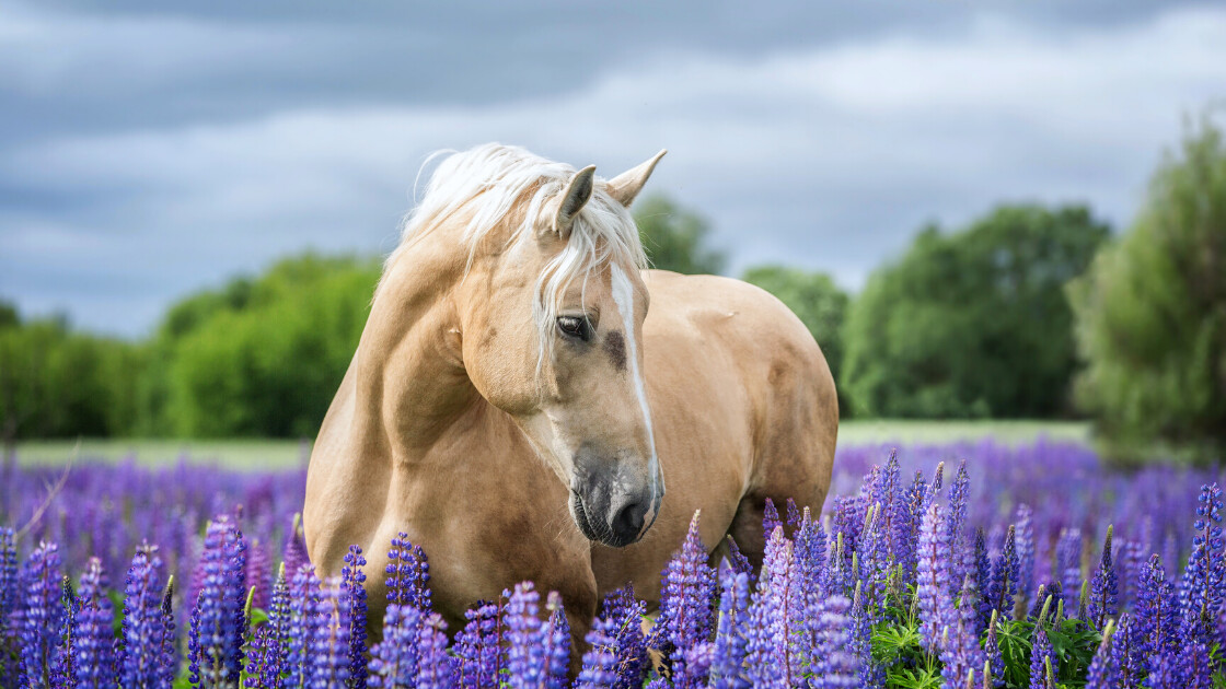 Getting started using  essential oils with your horse