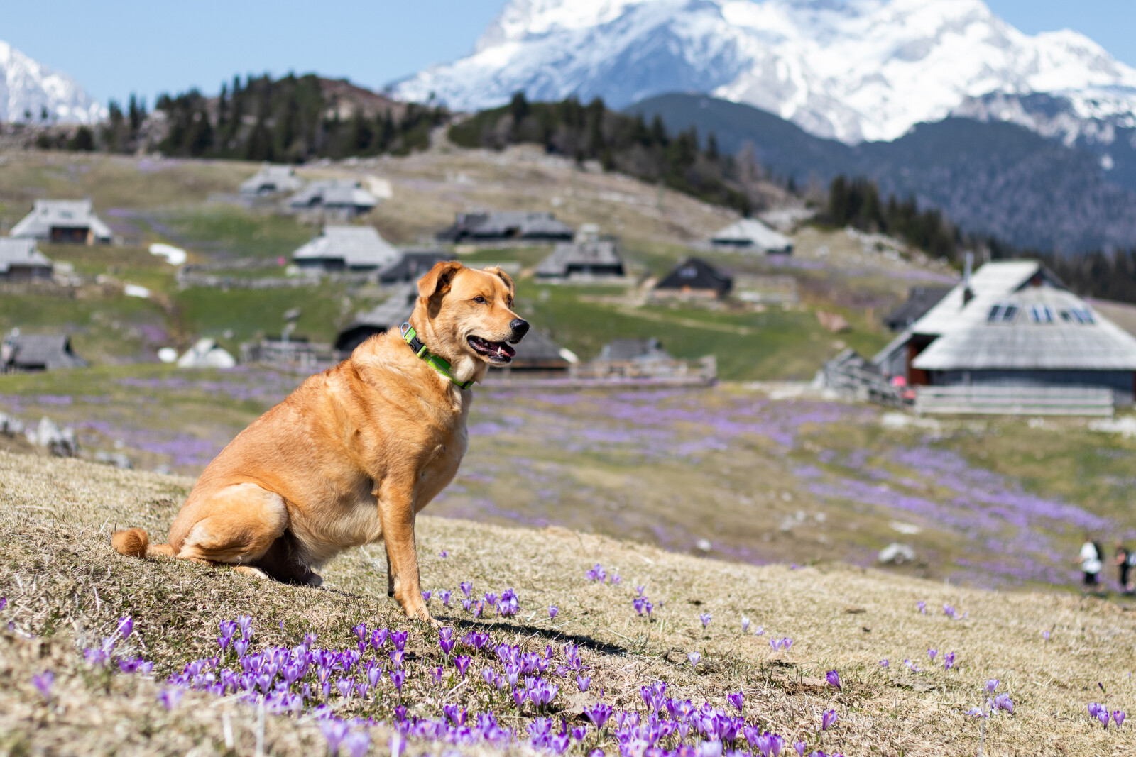 Want to get started using essential oils with your dog?