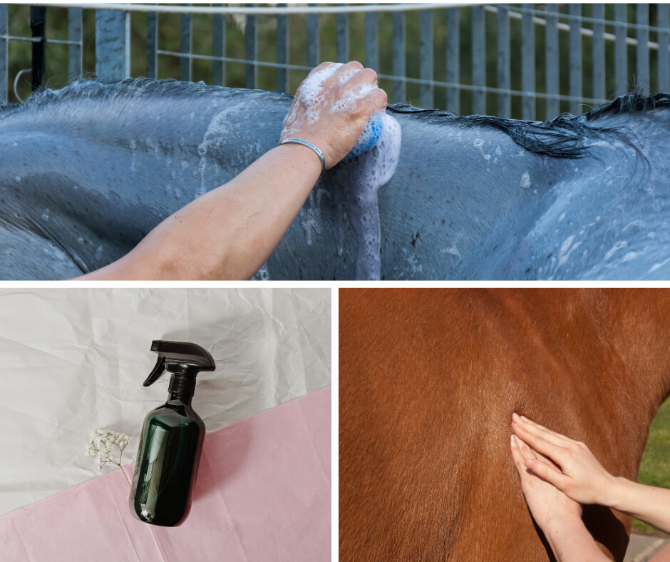My 3 favorite ways to apply essential oils to your horse!