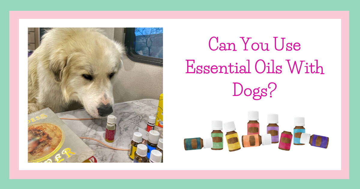 Can you use essential oils with dogs?