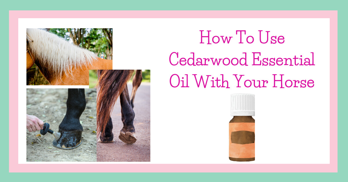 How To Use Cedarwood Essential Oil With Horses