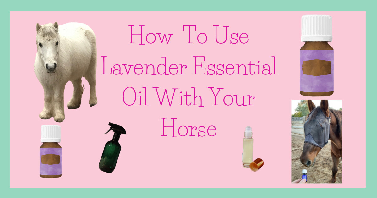 Lavender essential oil and how you can use it with your horse