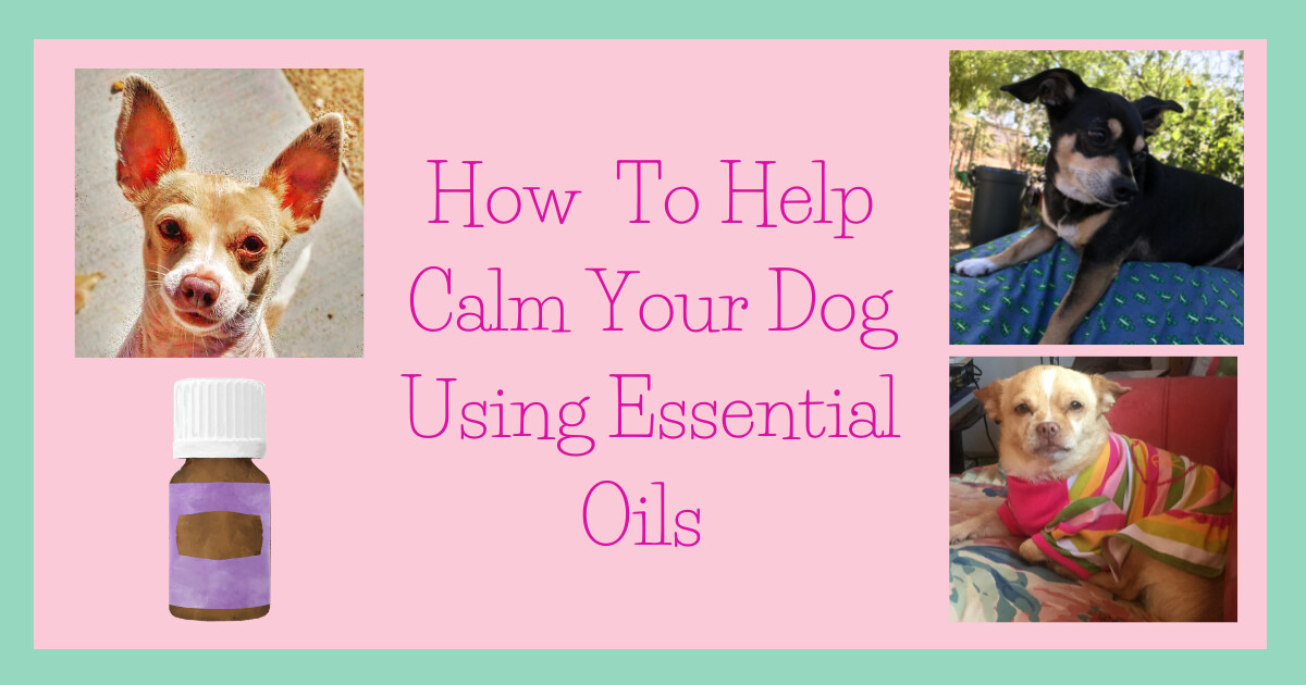 How To Help Calm Your Dog Using Essential Oils