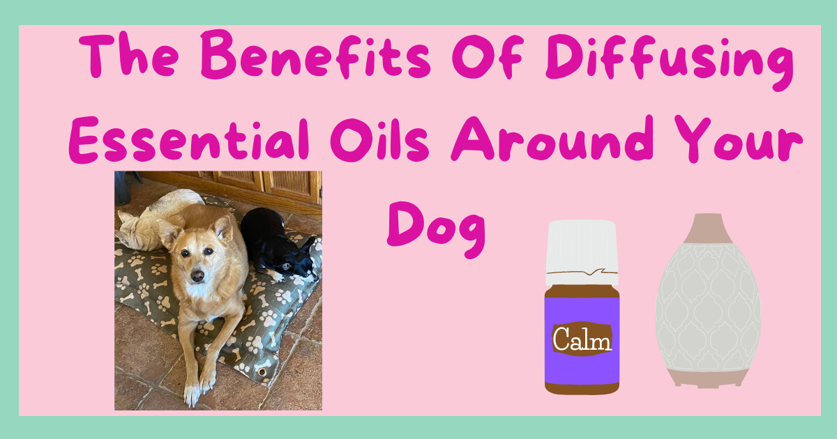 The Benefits of Diffusing Essential Oils Around Dogs