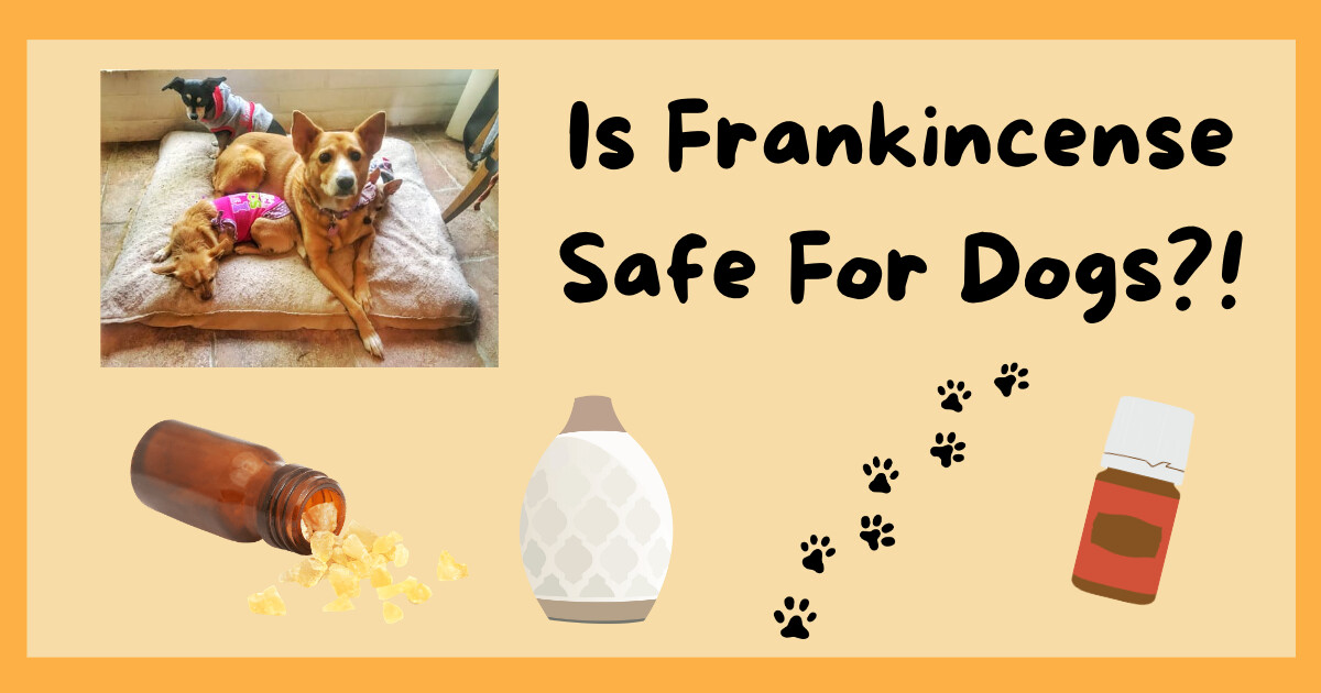 Is Frankincense Safe For Dogs?