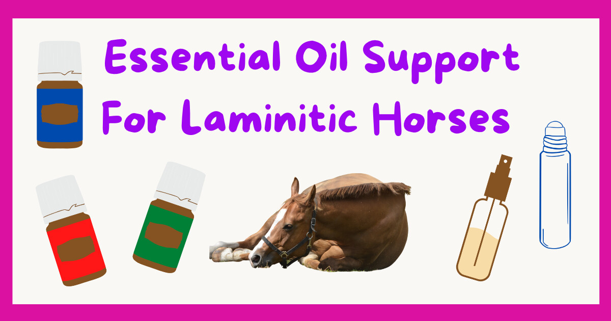Support For Horses Who Have Laminitis With Essential Oils