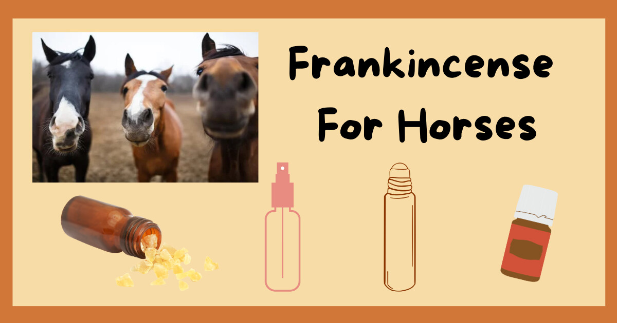 Frankincense for Horses