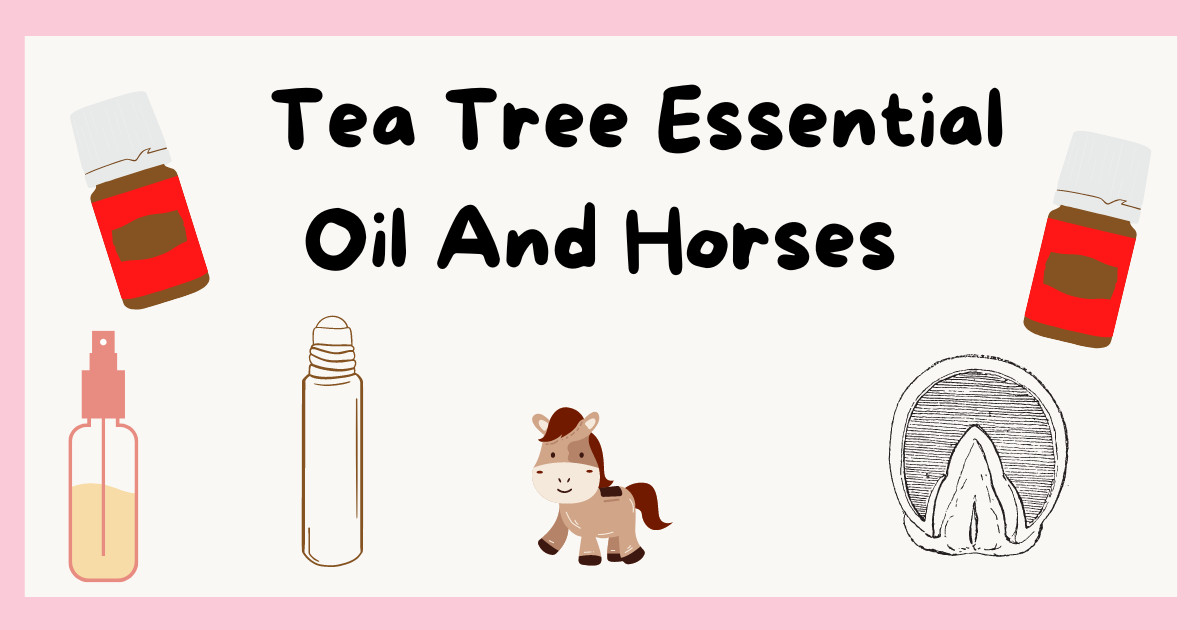Can You Use Tea Tree Oil On Horses?!