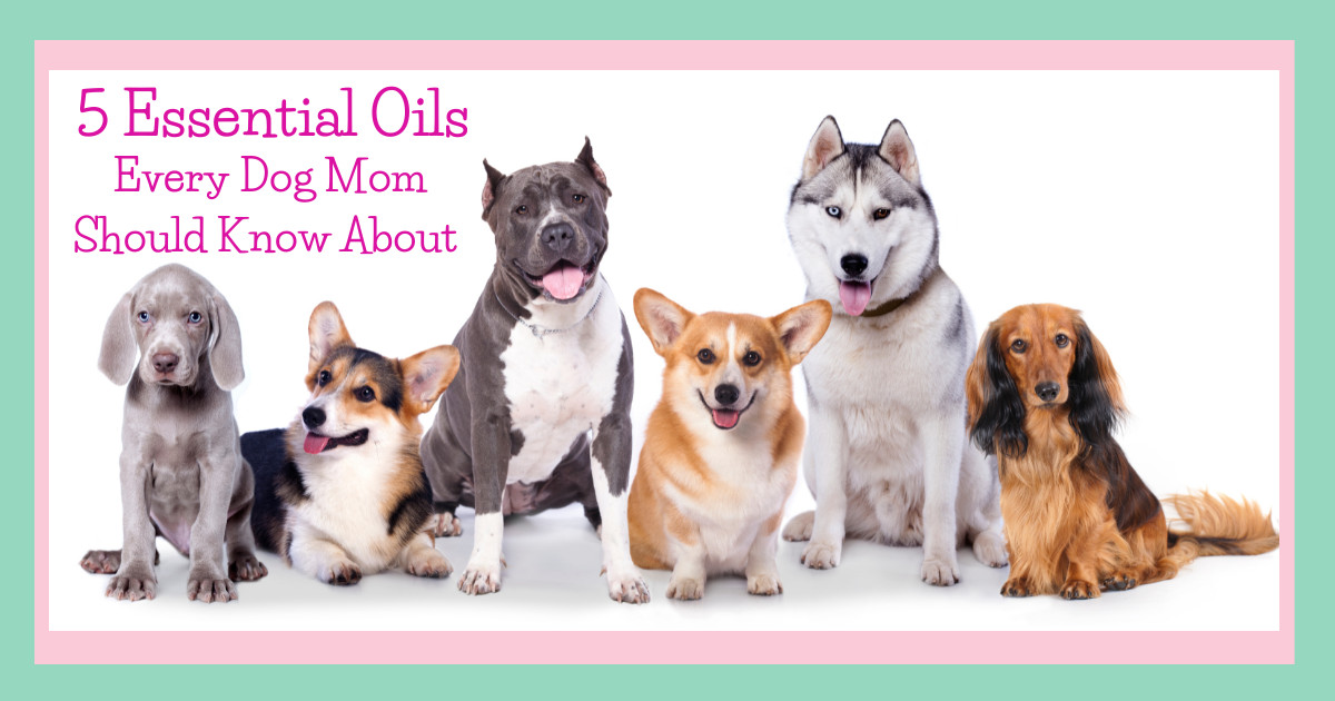 5 Essential Oils Every Dog Mom Should Know About