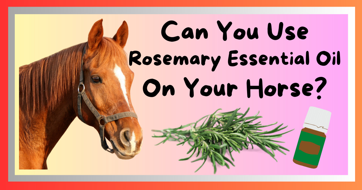 Can You Use Rosemary Essential Oil on Horses?