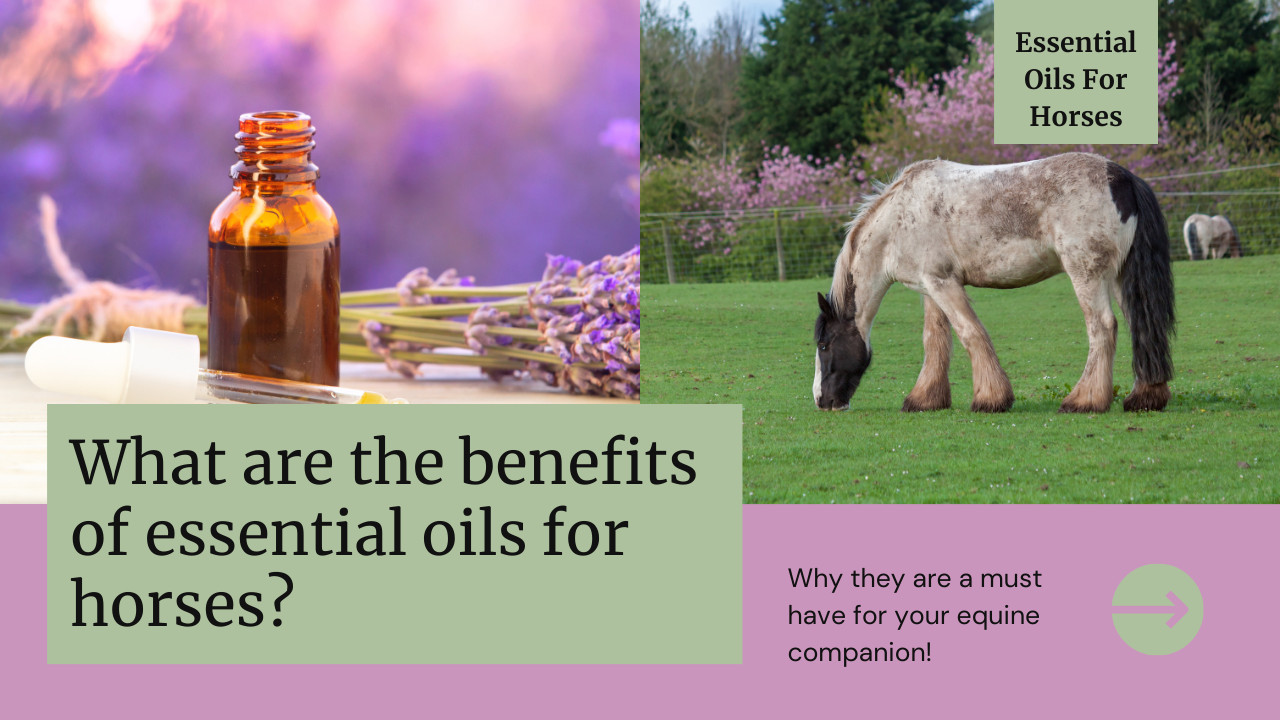 What Are The Benefits of Essential Oils for Horses: A Must-Have for Your Equine Companion!
