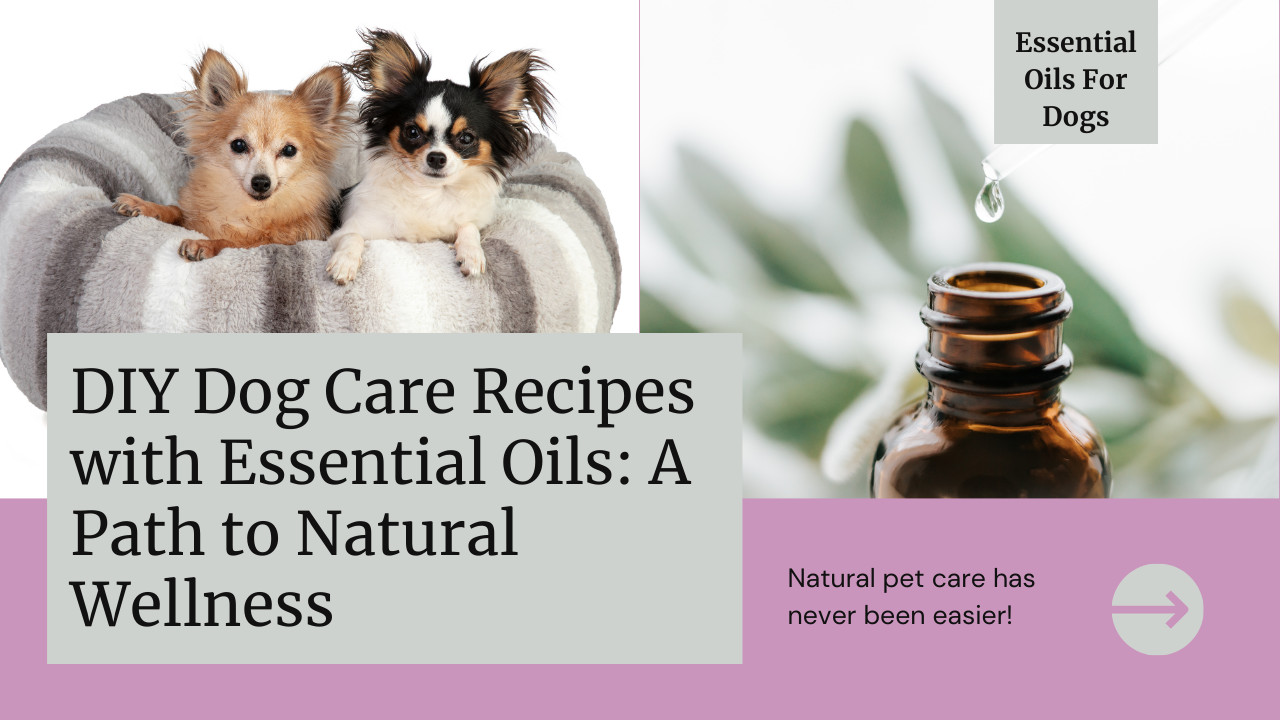 DIY Dog Care Recipes with Essential Oils: A Path to Natural Wellness