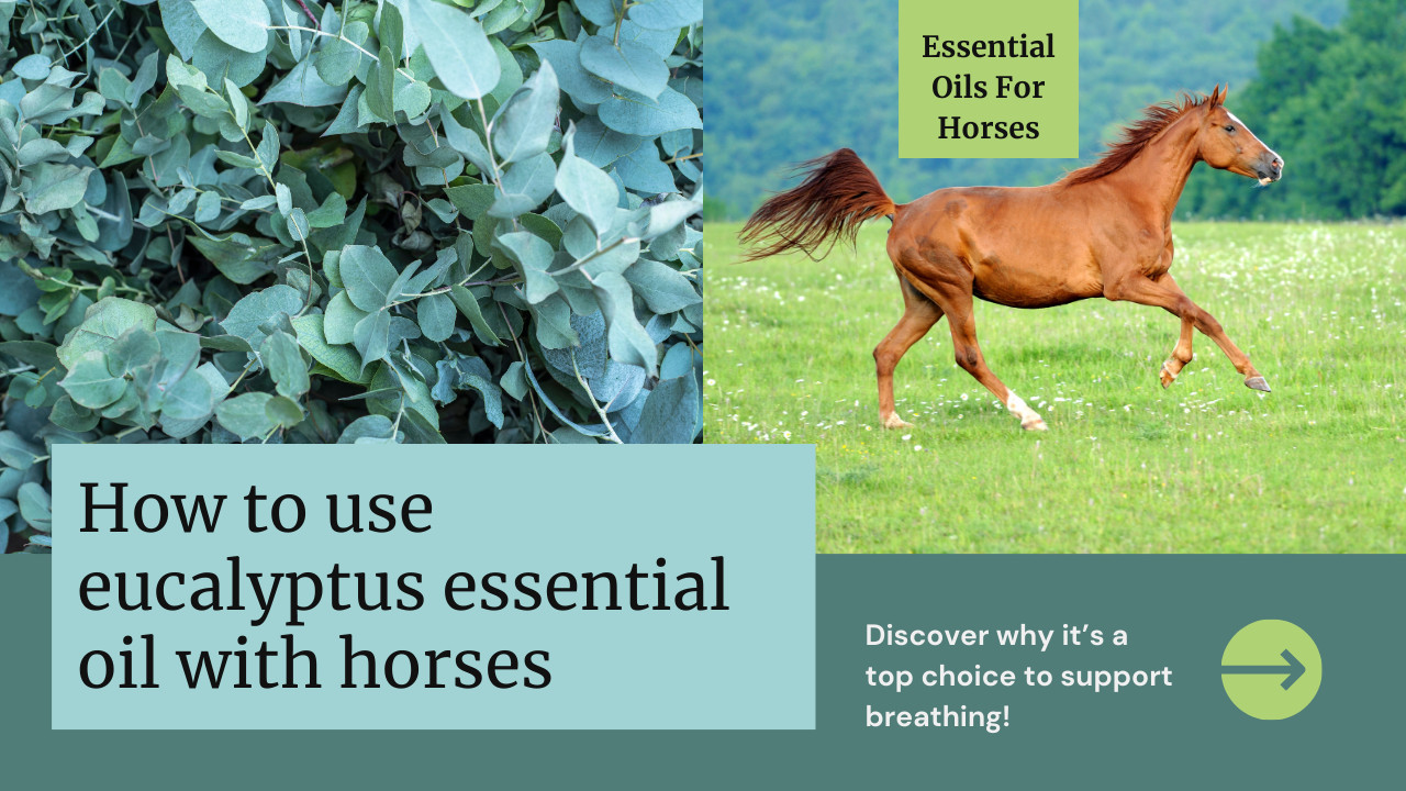 Unlocking the Power of Eucalyptus Essential Oil: A Comprehensive Guide for Horse Owners
