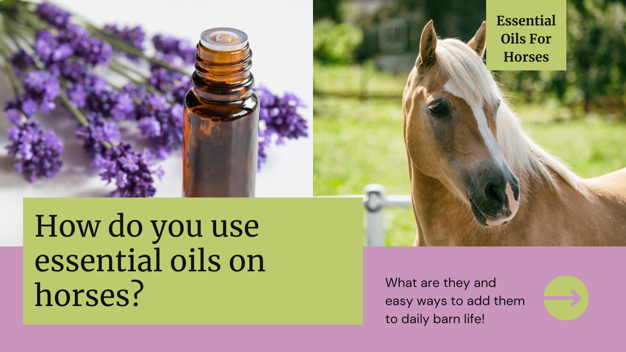 How do you use essential oils on horses?