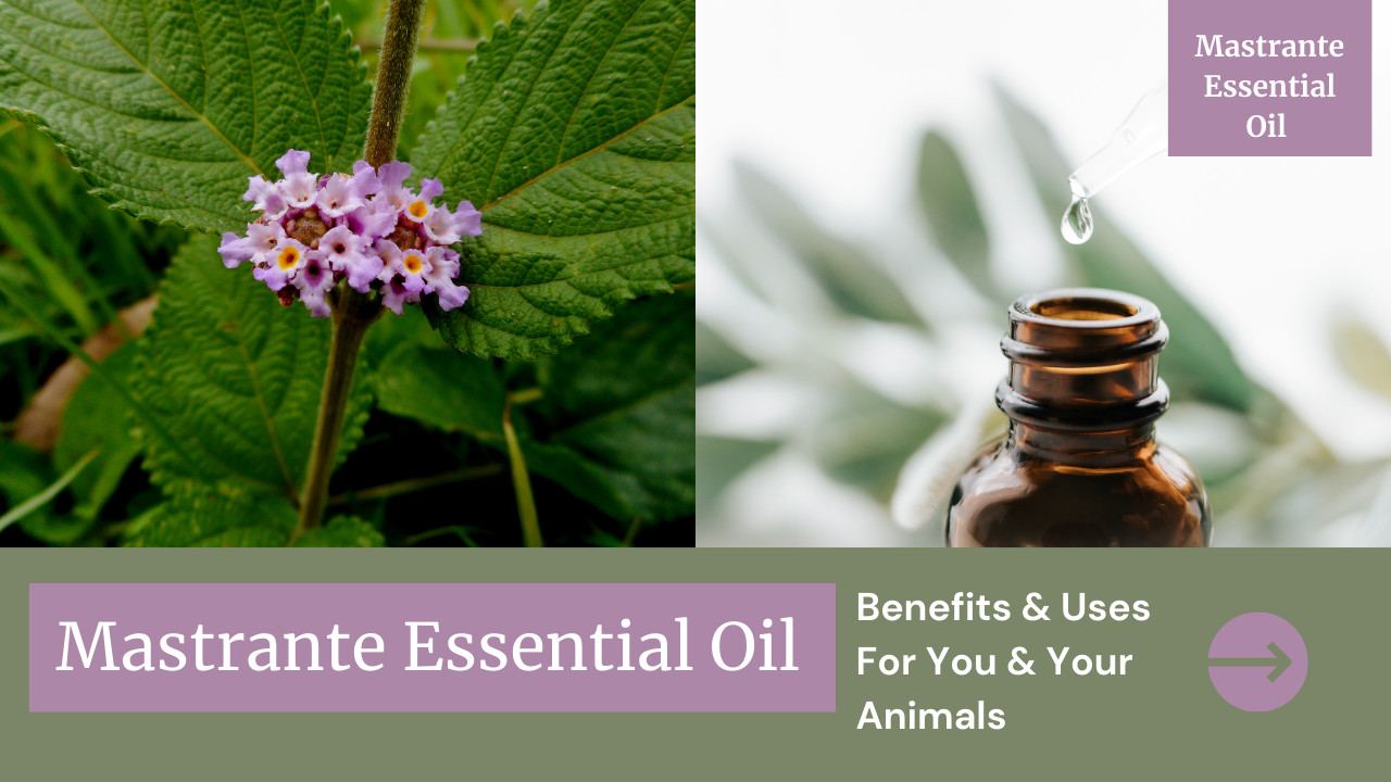 Discover the Benefits of Mastrante Essential Oil